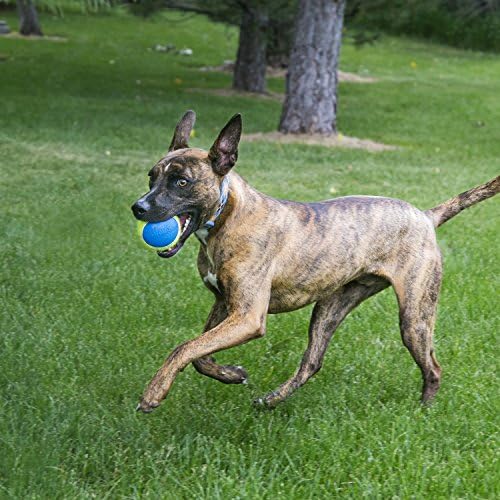 КОНГ - Squeakair Ultra Топки - Играчка за кучета, топки за Тенис на Премиум-клас с Трудности, Нежна към зъбите - За кучета среден (3 опаковки)